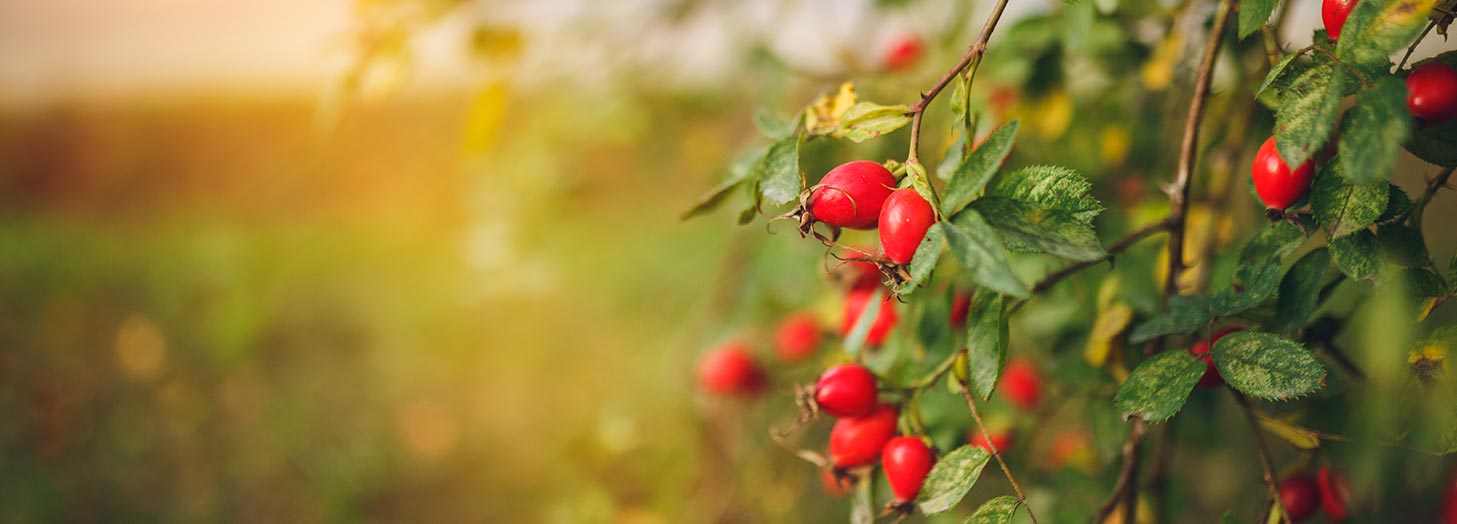 Rechercher des produits