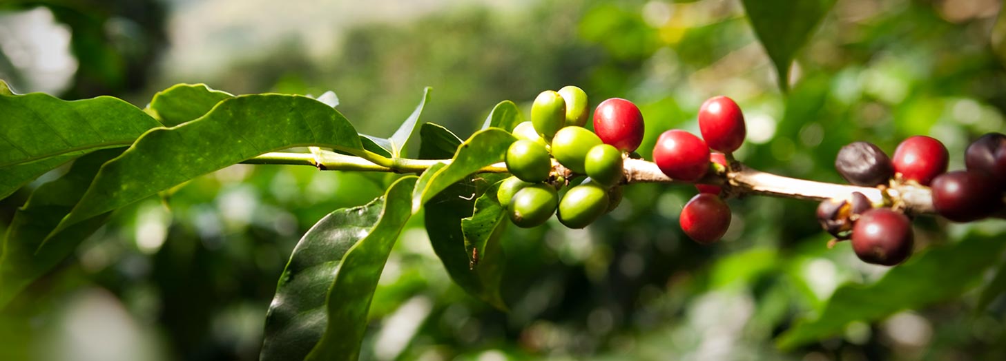 PRODUKTE FÜR DEN HANDEL