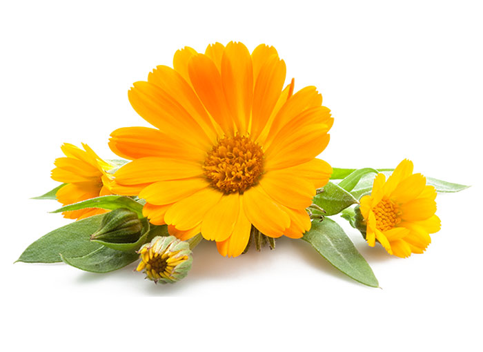 Calendulaöl (Ringelblumenöl)