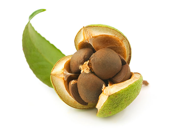 Camellia oleifera seed oil