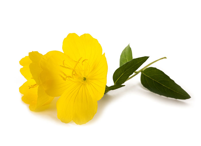 Evening primrose oil