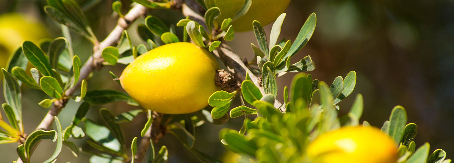 Rohstoffe in Bio-Qualität