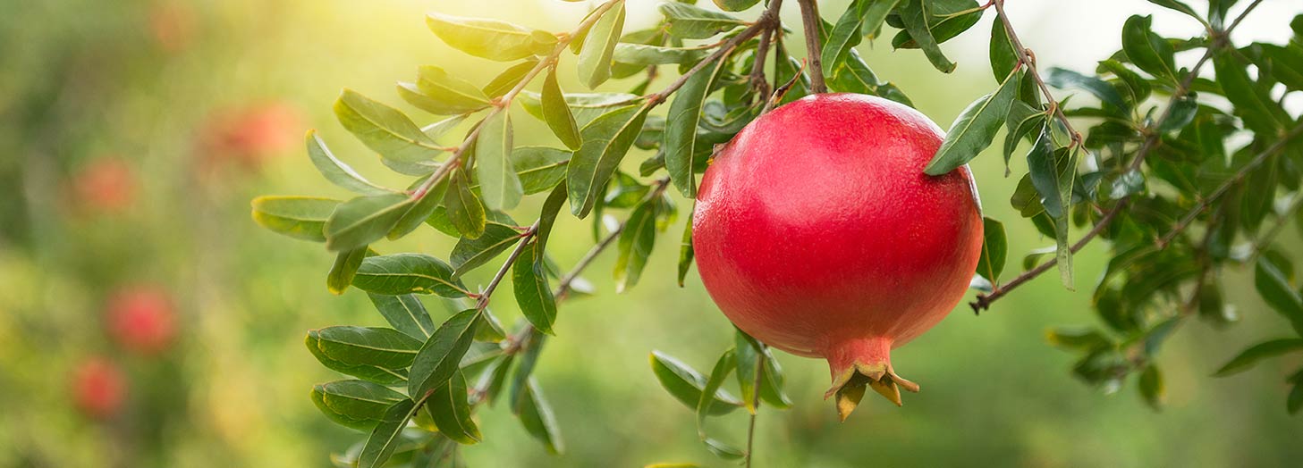 Lieferant von pflanzlichen Ölen und Fetten