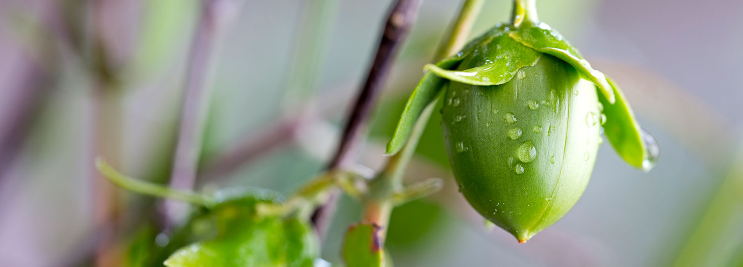 Supplier of vegetable oils and fats