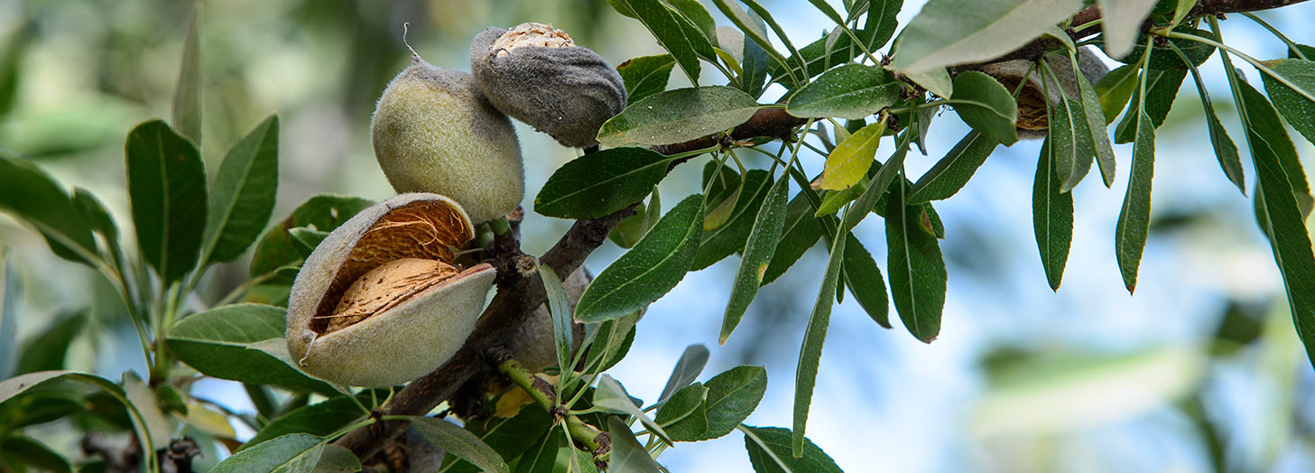 Substances de qualité organique