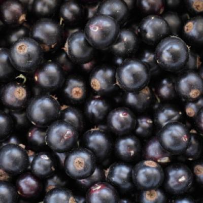 Johannisbeersamenoel