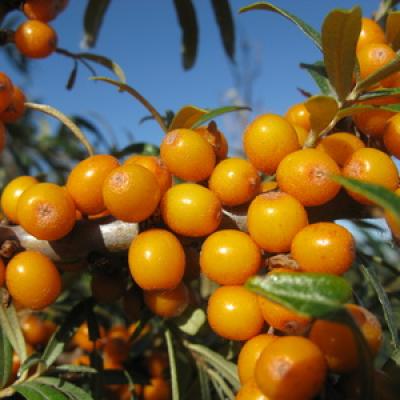 Sanddornfruchtfleischoel